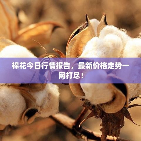 棉花今日行情報告，最新價格走勢一網(wǎng)打盡！