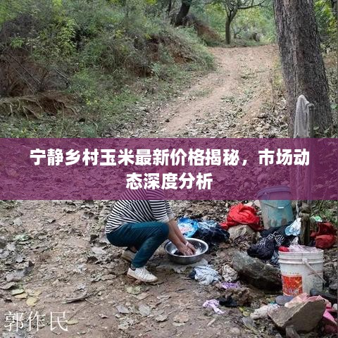 寧?kù)o鄉(xiāng)村玉米最新價(jià)格揭秘，市場(chǎng)動(dòng)態(tài)深度分析