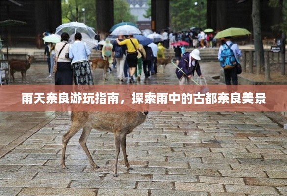 雨天奈良游玩指南，探索雨中的古都奈良美景