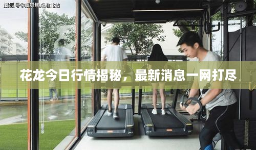 花龍今日行情揭秘，最新消息一網(wǎng)打盡
