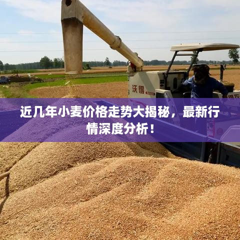 近幾年小麥價格走勢大揭秘，最新行情深度分析！