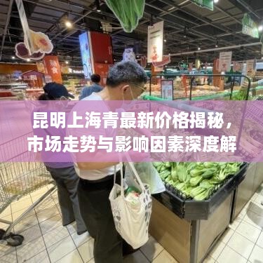 昆明上海青最新價格揭秘，市場走勢與影響因素深度解析