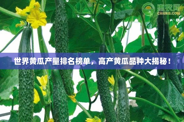 世界黃瓜產(chǎn)量排名榜單，高產(chǎn)黃瓜品種大揭秘！