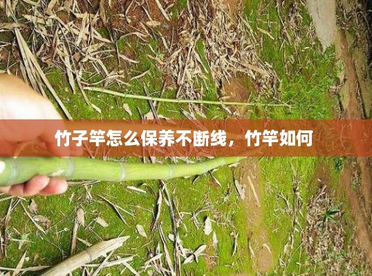 竹子竿怎么保養(yǎng)不斷線，竹竿如何 