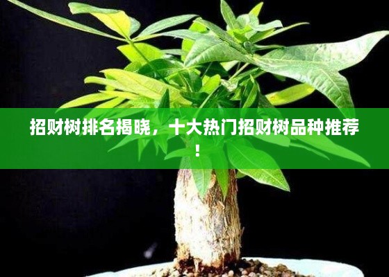 招財(cái)樹(shù)排名揭曉，十大熱門招財(cái)樹(shù)品種推薦！