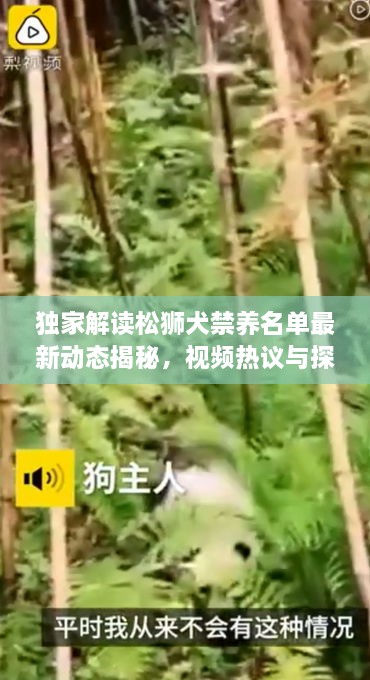 獨(dú)家解讀松獅犬禁養(yǎng)名單最新動(dòng)態(tài)揭秘，視頻熱議與探討
