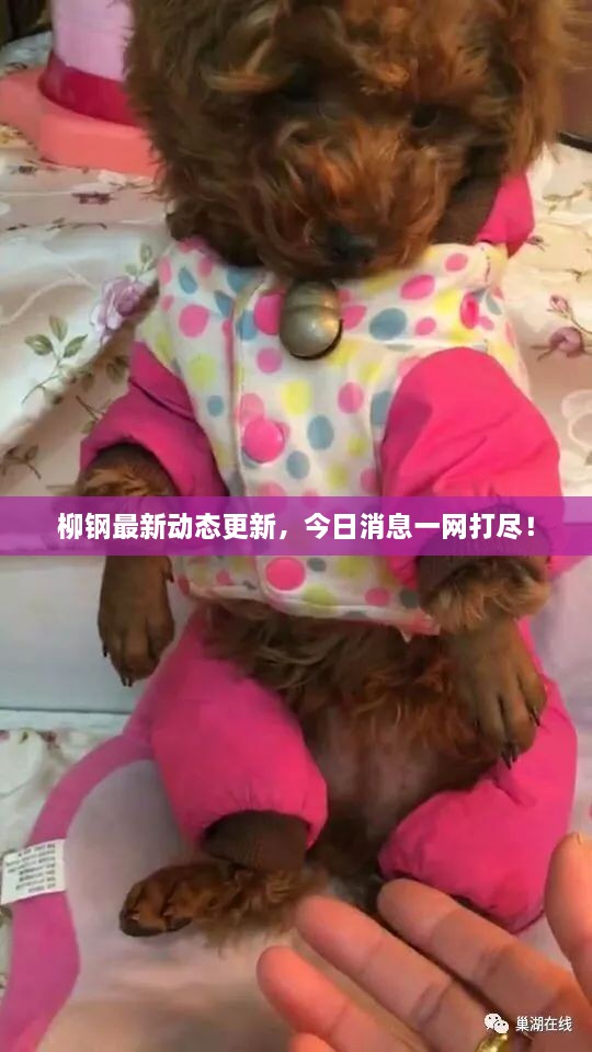 柳鋼最新動態(tài)更新，今日消息一網(wǎng)打盡！