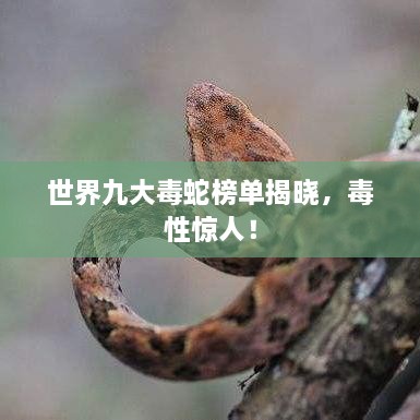 世界九大毒蛇榜單揭曉，毒性驚人！