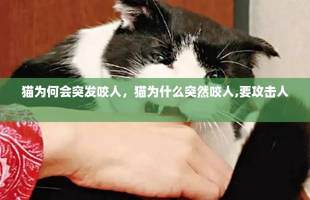 貓為何會突發(fā)咬人，貓為什么突然咬人,要攻擊人 