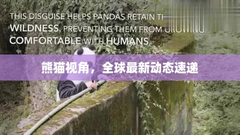 熊貓視角，全球最新動態(tài)速遞