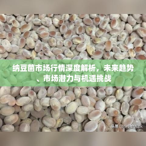納豆菌市場行情深度解析，未來趨勢、市場潛力與機遇挑戰(zhàn)