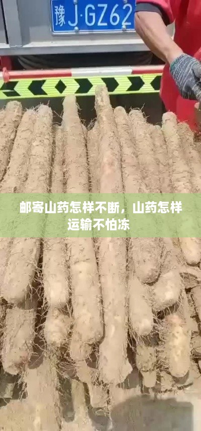 郵寄山藥怎樣不斷，山藥怎樣運輸不怕凍 