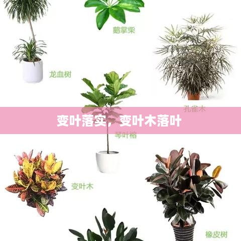 變?nèi)~落實(shí)，變?nèi)~木落葉 