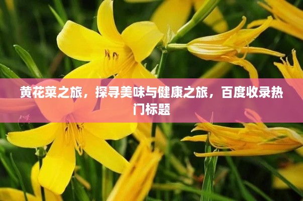 黃花菜之旅，探尋美味與健康之旅，百度收錄熱門標(biāo)題