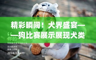 精彩瞬間！犬界盛宴——狗比賽展示展現(xiàn)犬類魅力