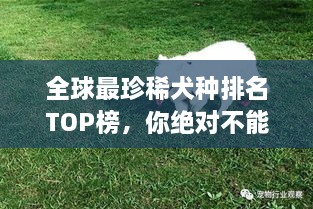 全球最珍稀犬種排名TOP榜，你絕對不能錯過！