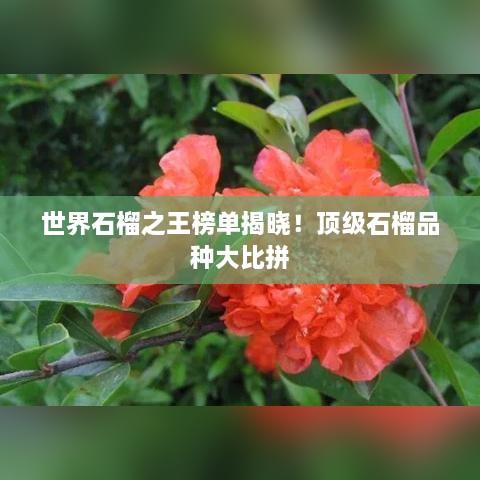 世界石榴之王榜單揭曉！頂級(jí)石榴品種大比拼